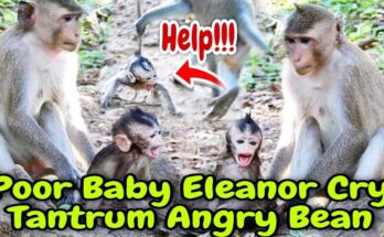 Smart Bean quickly moves Eleanor away after noticing a camera crew during a dramatic wildlife rescue attempt.