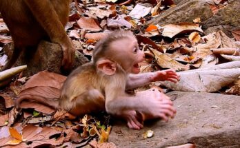 Hungry baby monkey crying for milk while seeking comfort from its mother