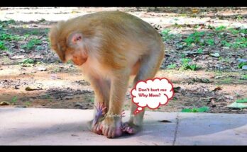 Baby monkey Alfie crying tears during Amanda’s weaning journey at a wildlife