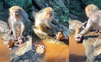 A caring mother monkey gently washing her dirty baby monkey in the wild.