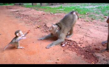Baby Fanta Walks