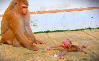 Baby Alfie surrounded by family during an emotional wildlife moment