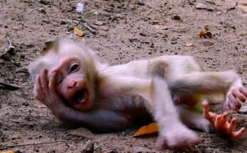 Baby monkey crying loudly after mother refused to give milk