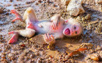 Adorable baby monkey experiencing an emotional journey after being separated from its mother