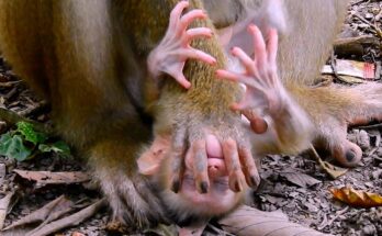Pitiful baby monkey crying after being denied milk by its real mother