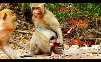 Protective monkey mom Brinn searching for kidnapped baby Brittany
