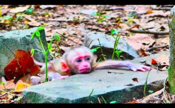 Baby Alfie watching his mother Amanda walk away in a heartbreaking wildlife moment