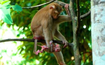 Baby monkey nearly slipping while learning to climb as mother watches protectively