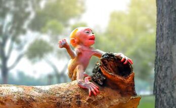Baby Alfie learning to climb a tree while Mom Amanda watches protectively nearby