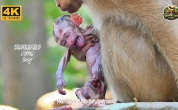 Amanda holding and caring for her newborn baby monkey after birth