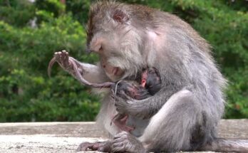 Monkey mother gently bathing her newborn baby while bonding in a heartwarming wildlife moment