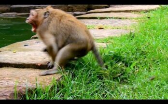 Sweet Pea showing protective behavior while helping Polino during an emotional wildlife moment