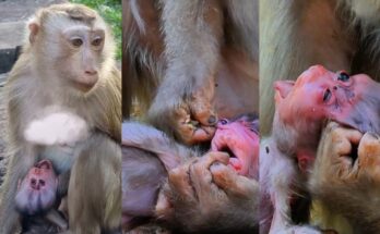 Grieving mother monkey gently holding her lost baby during an emotional farewell