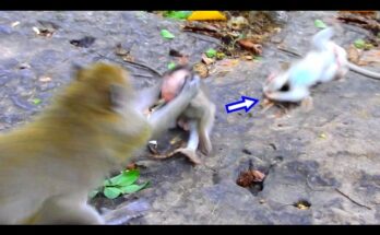 Monkeys reacting with surprise during a shocking wildlife moment