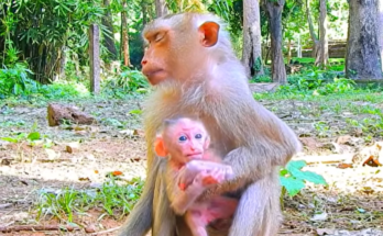 Baby Sama and Sakanie during their final days after hospital transfer
