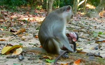 Baby Ara recovering after a painful ordeal while wildlife supporters call for greater protection.