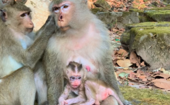Baby monkey Boris recovering after falling from a tall tree