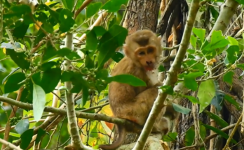 Young monkey Bruno after a dangerous fall from a tall tree during an urgent wildlife rescue