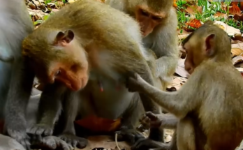 Hungry baby monkey struggling to get milk from its mother in an emotional wildlife scene.