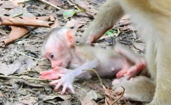 Amanda handling young Alfie during an emotional wildlife moment that sparked concern among viewers
