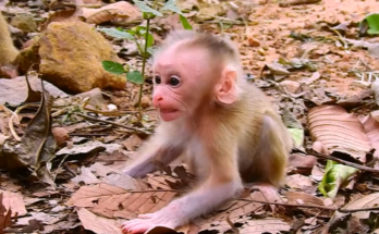Heartbroken baby monkey crying after mother stops nursing during weaning process