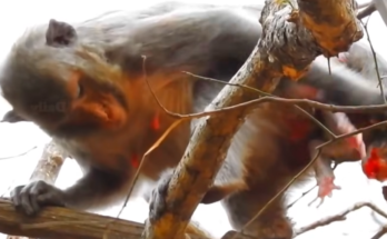 Mother monkey giving birth to her baby high in a tree surrounded by nature