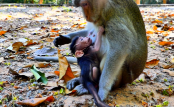 Hungry baby monkey Amina crying for milk while Mama Anna remains firm during weaning