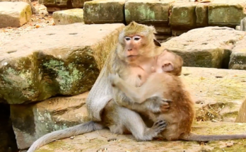 Baby Monkey Jayden crying for milk while Mom Jade ignores him in the forest