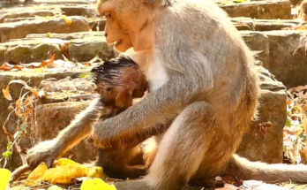 Baby Monkey ADA