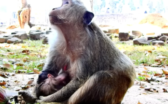 Newborn baby monkey opening its eyes during its first moments of life beside its mother.