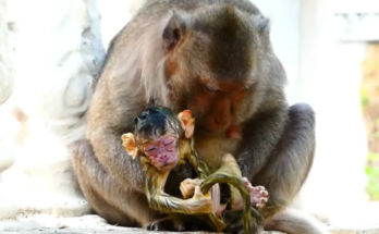 Mother macaque naturally giving birth to her newborn baby during daylight in the wild.
