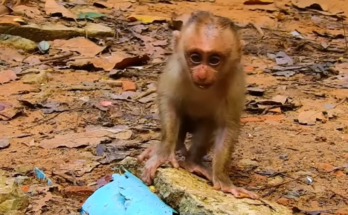 Baby Leo showing a heartbreaking emotional reaction while searching for comfort in the wild.