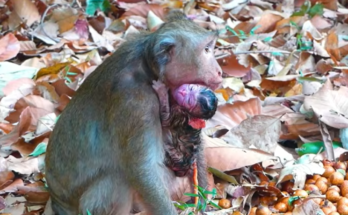 Mom Karita gently holding her newborn miracle baby shortly after birth in a touching wildlife moment.