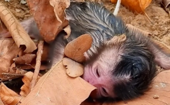 Helpless newborn monkey lying on the ground after falling from a tree.