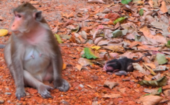Mother monkey breastfeeding her newborn while holding it close in a peaceful forest.