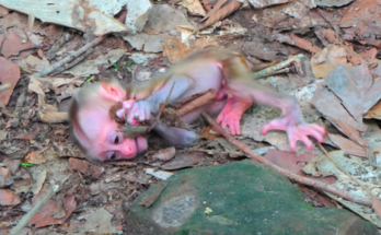 Proud mother monkey lifting her tiny baby after its first successful steps in the wild.