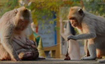 Newborn monkey struggling during birth with umbilical cord moment