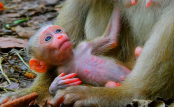 Baby Alfie showing remarkable recovery progress during his inspiring wildlife journey