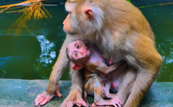 Baby Leo the young monkey during a scary pool training session