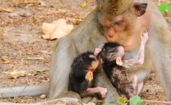 Abandoned baby monkey Calvin looking weak after mother Casi refuses to nurse him