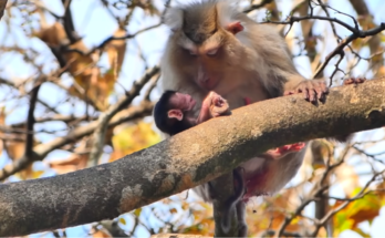 Baby monkey experiencing its first tree-climbing adventure before an unexpected fall.