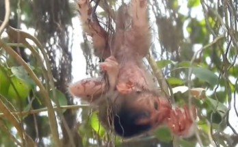 Newborn baby monkey after losing its mother and falling from a high tree in a tragic wildlife moment