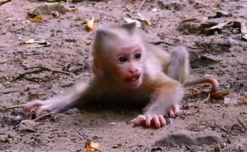 Baby monkey crying sadly after being rejected by its mother in the wild