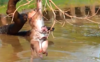 Playful monkeys swimming and splashing in water during a hot summer day