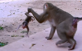 Baby monkey holding tightly to its mother's leg while she runs quickly through the forest.