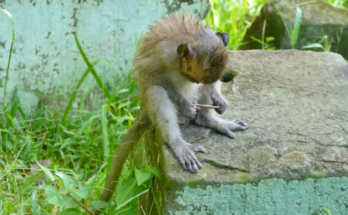 Duke the monkey panics after being bitten by a giant leech in the jungle