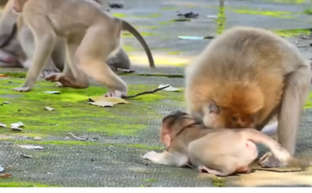 Three big monkeys bullying a defenseless little monkey in a heartbreaking wildlife moment