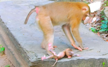 Baby Alfie monkey after falling from a tree while Amanda watches nearby