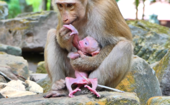 Amanda holding her weak newborn baby monkey shortly after birth