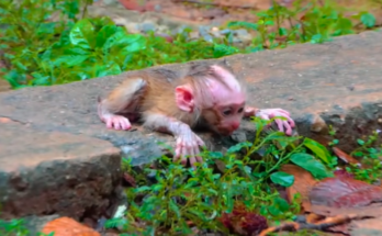 Weak baby monkey Leo lying alone after missing mother Libby’s milk